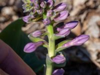 Hosta fortunei Sliparebacken, Lund, Skåne, Sweden 20190623_0090