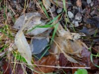 Hosta lancifolia Elisefarm, Höör, Skåne, Sweden 20231111_0002