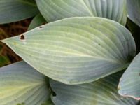 Hosta sieboldiana Finsbo, Båstad, Halland, Sweden 20210705_0003