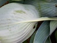 Hosta sieboldiana Finsbo, Båstad, Halland, Sweden 20210705_0005