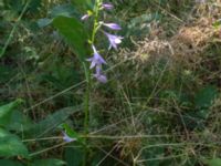 Hosta undulata Ulricedal, Malmö, Skåne, Sweden 20190705_0015