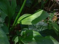 Hosta undulata Ulricedal, Malmö, Skåne, Sweden 20190705_0017