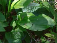 Hosta undulata Ulricedal, Malmö, Skåne, Sweden 20190705_0018