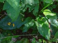 Hosta undulata Ulricedal, Malmö, Skåne, Sweden 20190705_0019