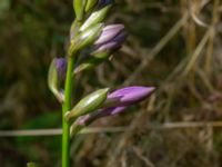 Hosta undulata Ulricedal, Malmö, Skåne, Sweden 20190705_0021