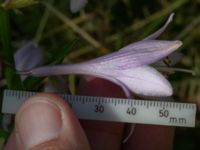 Hosta undulata Ulricedal, Malmö, Skåne, Sweden 20190705_0032