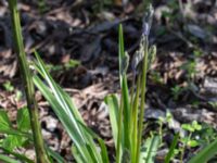 Hyacinthoides hispanica Ödetomterna, Bunkeflo strandängar, Malmö, Skåne, Sweden 20170430_0112