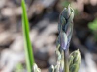 Hyacinthoides hispanica Ödetomterna, Bunkeflo strandängar, Malmö, Skåne, Sweden 20170430_0113