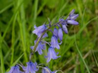 Hyacinthoides hispanica Östervärn, Malmö, Skåne, Sweden 20170513_0007