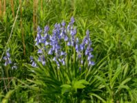 Hyacinthoides hispanica Östervärn, Malmö, Skåne, Sweden 20170513_0008