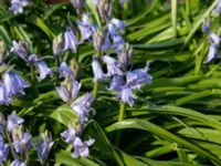 Hyacinthoides hispanica Östervärn, Malmö, Skåne, Sweden 20190407_0067