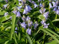 Hyacinthoides hispanica Östervärn, Malmö, Skåne, Sweden 20190407_0068