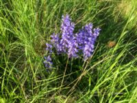 Hyacinthoides hispanica Lokstallarna, Malmö, Skåne, Sweden 20160523_IMG_4304