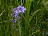 Hyacinthoides hispanica Svanetorpsvägen, Åkarp, Lomma, Skåne, Sweden 20150528_0051