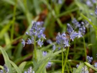 Hyacinthoides italica Bågskyttedungen, Ribersborg, Malmö, Skåne, Sweden 20230423_0058