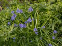 Hyacinthoides italica Gamla kyrkogården, Malmö, Skåne, Sweden 20170422_0006