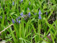 Hyacinthoides italica Nybergs dunge, Bunkeflo strandängar, Malmö, Skåne, Sweden 20170410_0080