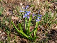 Hyacinthus orientalis Reningsverket, Klagshamns udde, Malmö, Skåne, Sweden 20190329_0009