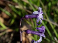 Hyacinthus orientalis Ulricedal, Malmö, Skåne, Sweden 20210501_0079