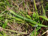 Hyacinthus orientalis Ulricedal, Malmö, Skåne, Sweden 20210501_0083