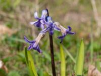 Hyacinthus orientalis Ulricedal, Malmö, Skåne, Sweden 20210501_0084