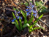 Hyacinthus orientalis Vickleby kyrka, Mörbylånga, Öland, Sweden 20160409_0064