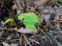 Maianthemum bifolium Björket, Västra Ljungby, Kristianstad, Skåne, Sweden 20180914_0167