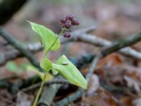 Maianthemum bifolium Björket, Västra Ljungby, Kristianstad, Skåne, Sweden 20180914_0169