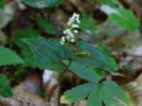 Maianthemum bifolium Ravlunda skjutfält, Simrishamn, Skåne, Sweden 20160606_0190