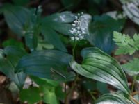 Maianthemum bifolium Ravlunda skjutfält, Simrishamn, Skåne, Sweden 20160606_0191