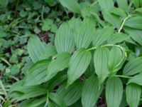 Maianthemum racemosum Hasseldal, Stenshuvud, Simrishamn, Skåne Sweden 20190501_0127