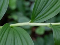 Maianthemum racemosum Hasseldal, Stenshuvud, Simrishamn, Skåne Sweden 20190501_0129