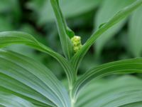 Maianthemum racemosum Hasseldal, Stenshuvud, Simrishamn, Skåne Sweden 20190501_0130