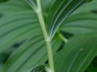 Maianthemum racemosum Hasseldal, Stenshuvud, Simrishamn, Skåne Sweden 20190501_0132