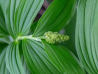 Maianthemum racemosum Hasseldal, Stenshuvud, Simrishamn, Skåne Sweden 20190501_0134