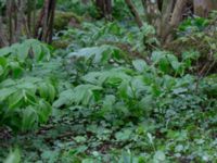 Maianthemum racemosum Hasseldal, Stenshuvud, Simrishamn, Skåne Sweden 20190501_0136