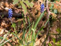 Muscari armeniacum Hällevik, Simrishamn, Skåne, Sweden 20170506_0183