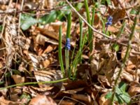 Muscari armeniacum Hällevik, Stenshuvud, Simrishamn, Skåne, Sweden 20160420_0025