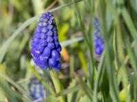 Muscari armeniacum Malmödammen, Tygelsjö ängar, Malmö, Skåne, Sweden 20230429_0035