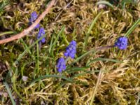 Muscari armeniacum Norra Malmgatan, Grönhögen, Mörbylånga, Öland, Sweden 20160410_0150