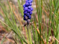 Muscari armeniacum Skjutbanorna, Lernacken, Malmö, Skåne, Sweden 20190420_0017