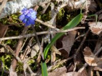 Muscari azureum Norra Malmgatan, Grönhögen, Mörbylånga, Öland, Sweden 20160410_0154