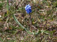 Muscari azureum Norra Malmgatan, Grönhögen, Mörbylånga, Öland, Sweden 20160410_0166