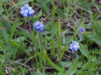 Muscari azureum Vattentornsvägen, Kristianstad, Skåne, Sweden 20160408_0005