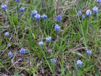 Muscari azureum Vattentornsvägen, Kristianstad, Skåne, Sweden 20160408_0006