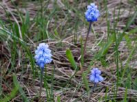 Muscari azureum Vattentornsvägen, Kristianstad, Skåne, Sweden 20160408_0007