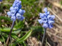 Muscari azureum Vattentornsvägen, Kristianstad, Skåne, Sweden 20180408_0108