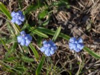 Muscari azureum Vattentornsvägen, Kristianstad, Skåne, Sweden 20180408_0110