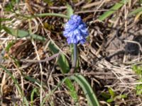 Muscari azureum Vattentornsvägen, Kristianstad, Skåne, Sweden 20180408_0111