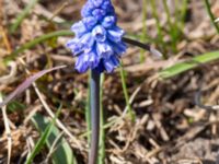 Muscari azureum Vattentornsvägen, Kristianstad, Skåne, Sweden 20180408_0113